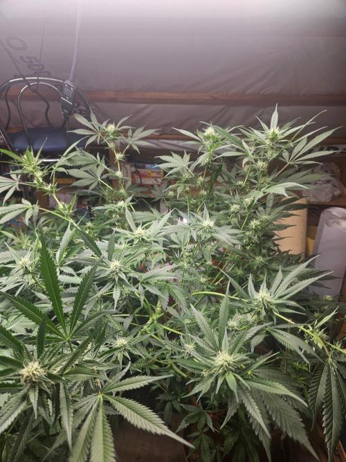 Mystery Phenos. Week 15
