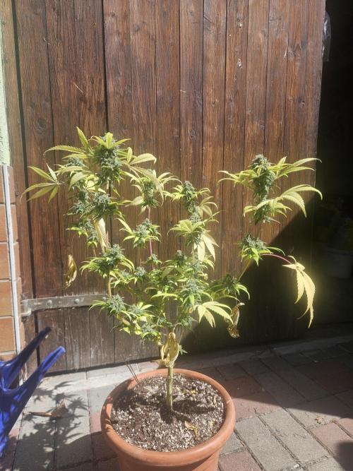 Lemon Mandarin 🍋🍊. Week 20