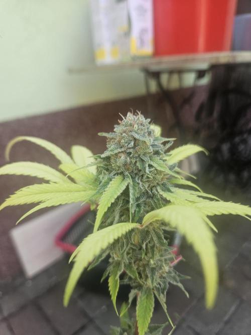 Lemon Mandarin. Week 20