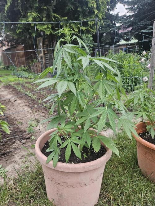 Outdoor Season. Week 6