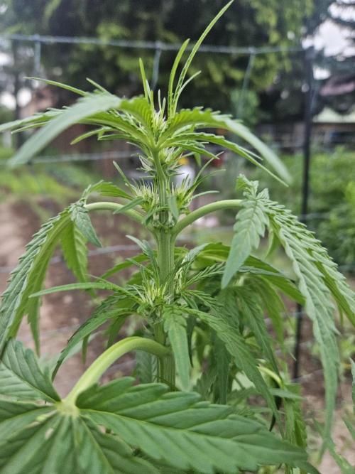 Banana Cherry Cookies Auto. Week 6