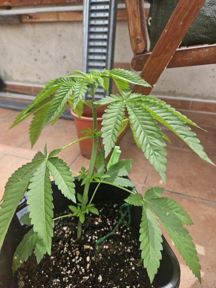 Lemon Cherry Runtz🍒. Week 4