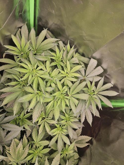 Gary Sherbet. Week 10