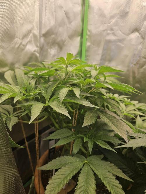 Gary Sherbet. Week 10
