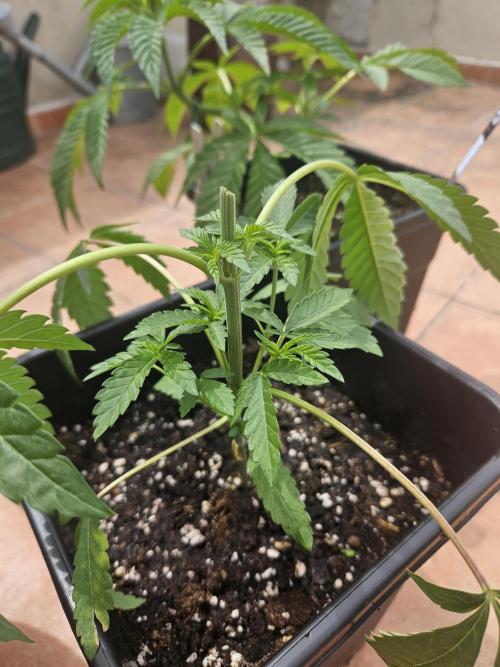 Garlic Mint. Week 5