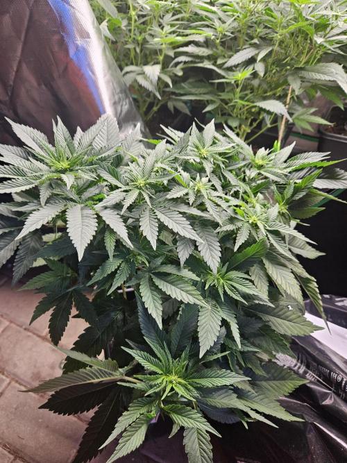 Mystery Phenos. Week 15