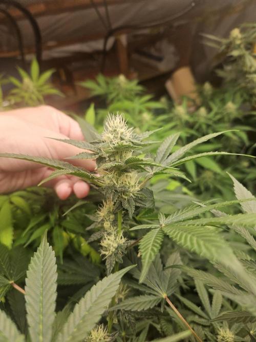 Mystery Phenos. Week 16