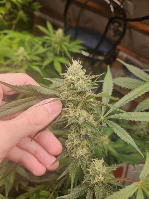Mystery Phenos. Week 16