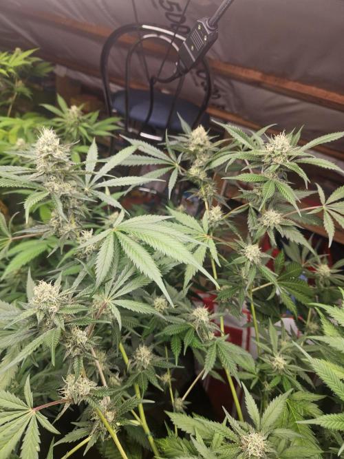 Mystery Phenos. Week 16