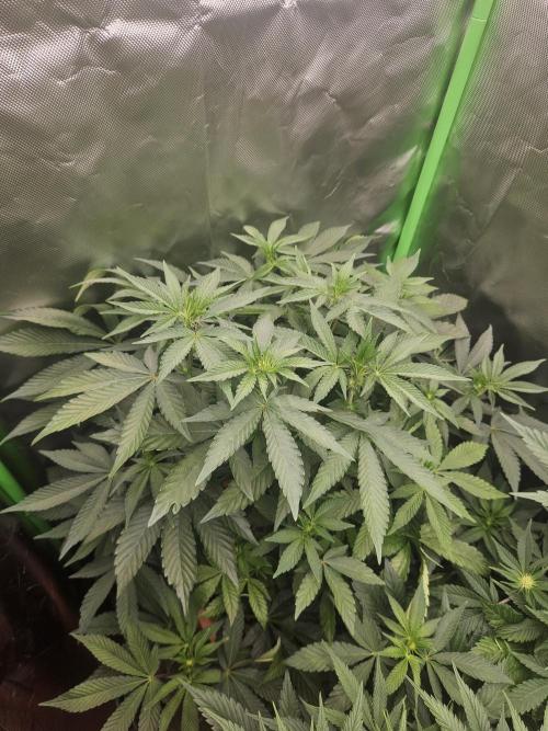 Gary Sherbet. Week 11