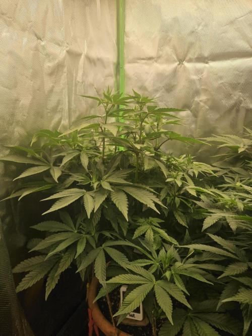 Gary Sherbet. Week 11