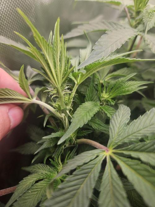 Gary Sherbet. Week 11