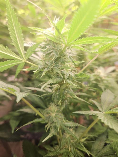 Clone Lemon Mandarin. Week 12
