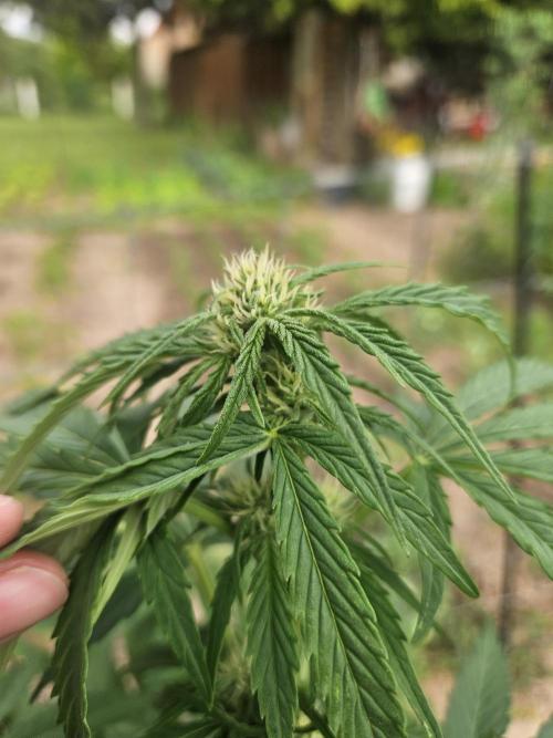 Outdoor Season. Week 7