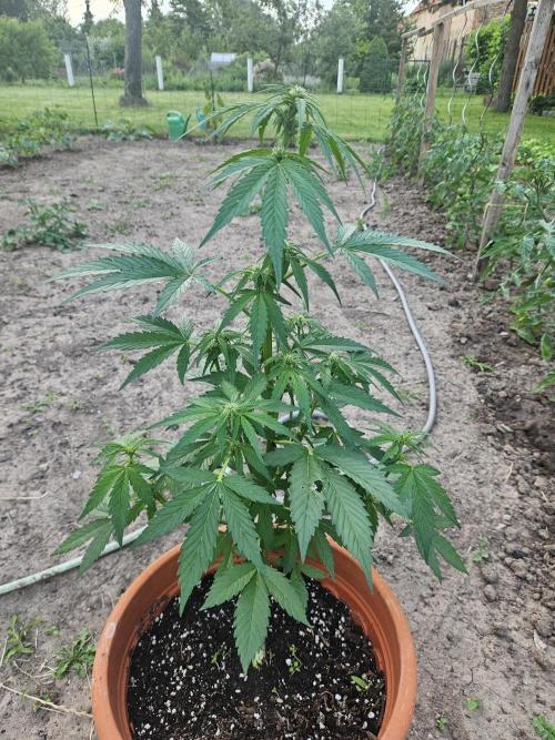 Outdoor Season. Week 7