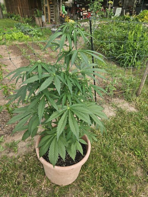 Banana Cherry Cookies Auto. Week 7