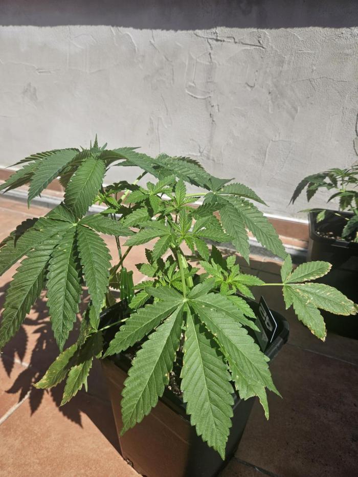 Lemon Cherry Runtz🍒. Week 5