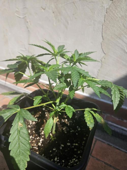 FC4000-EVO 320W Dimmable Samsung LED. Week 6