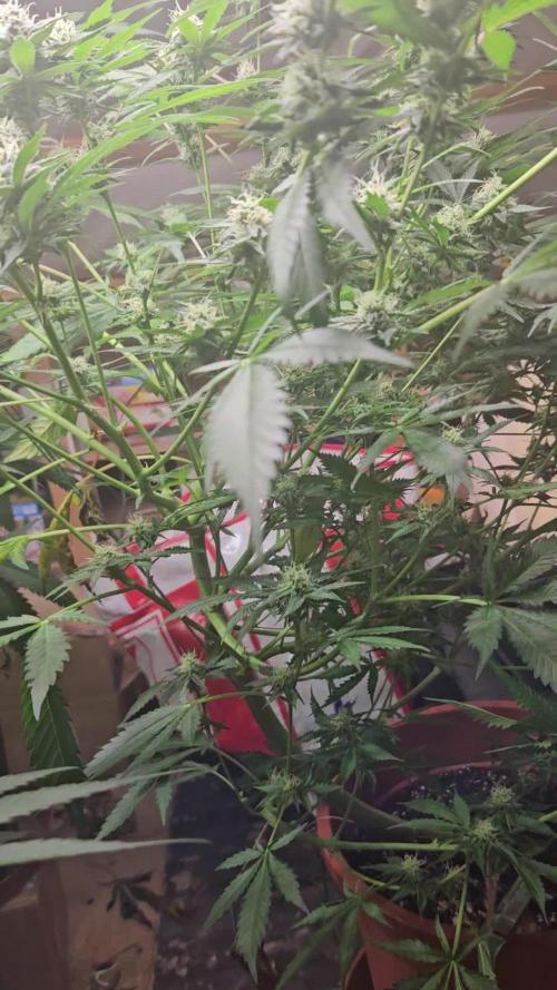 Mystery Phenos