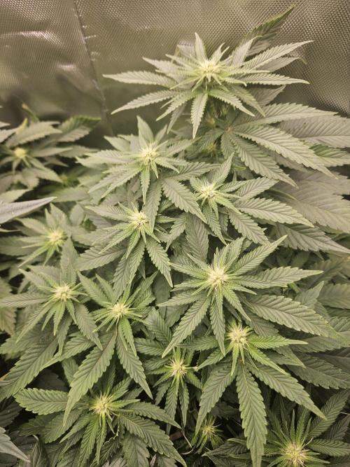 Mystery Phenos. Week 16
