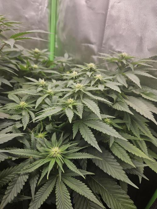 1,2x0,6x1,8. Week 16
