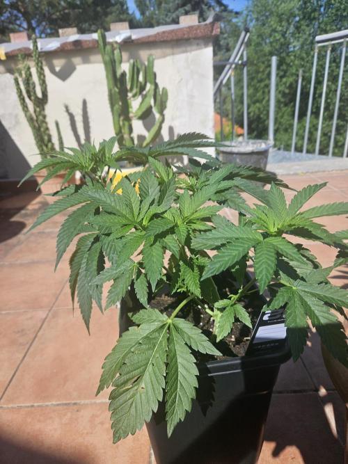 FC4000-EVO 320W Dimmable Samsung LED. Week 6