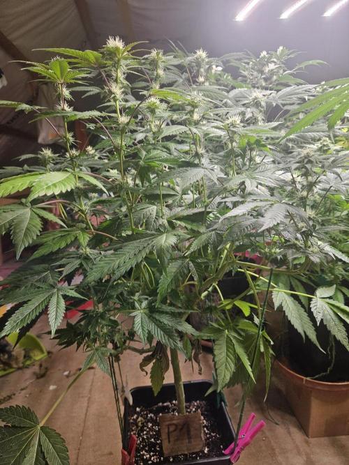 Mystery Phenos. Week 16