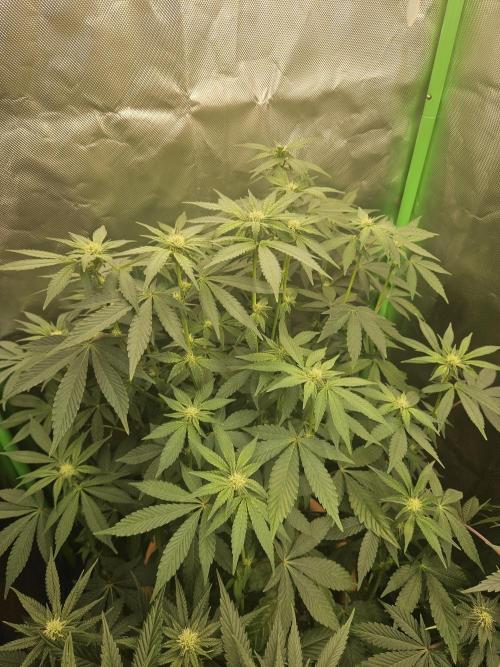 Gary Sherbet. Week 12