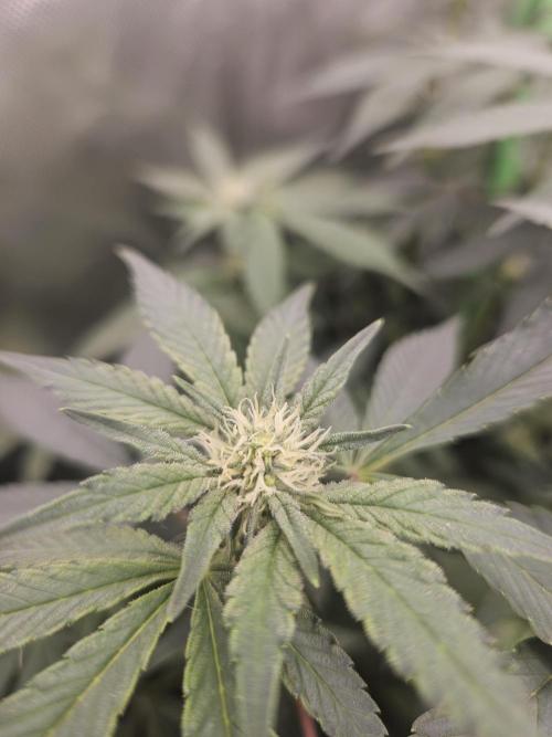 Gary Sherbet. Week 12