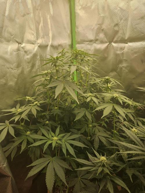 Gary Sherbet. Week 12