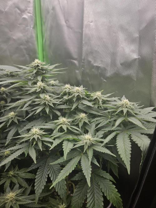 Mystery Phenos. Week 17