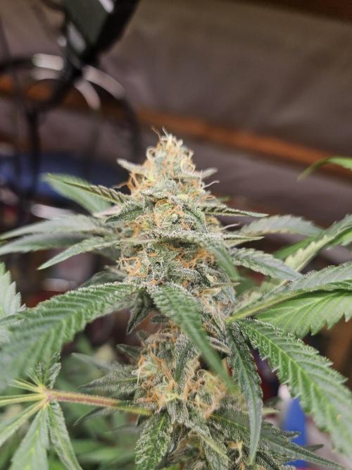 Mystery Phenos. Week 17