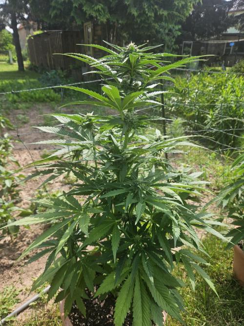 Outdoor Season. Week 8