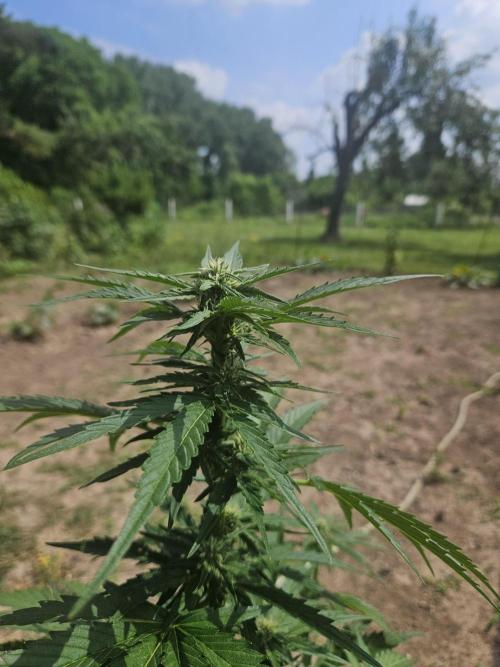 Banana Cherry Cookies Auto. Week 8