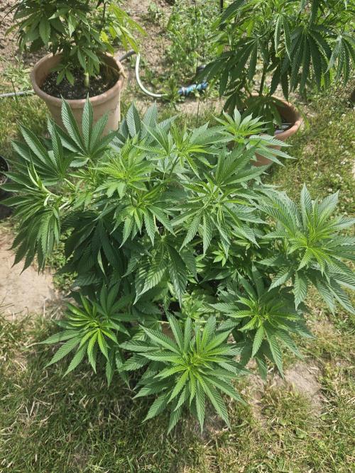 Gorilla Melon🍉😋. Week 9