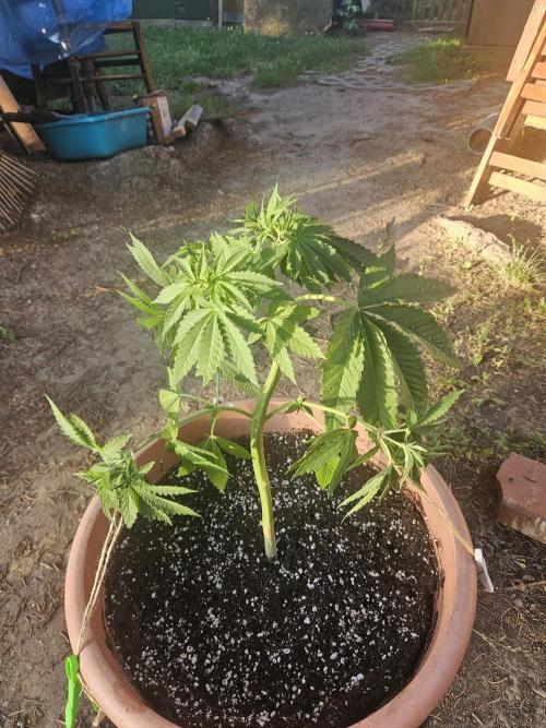 Lemon Cherry Runtz🍒. Week 7
