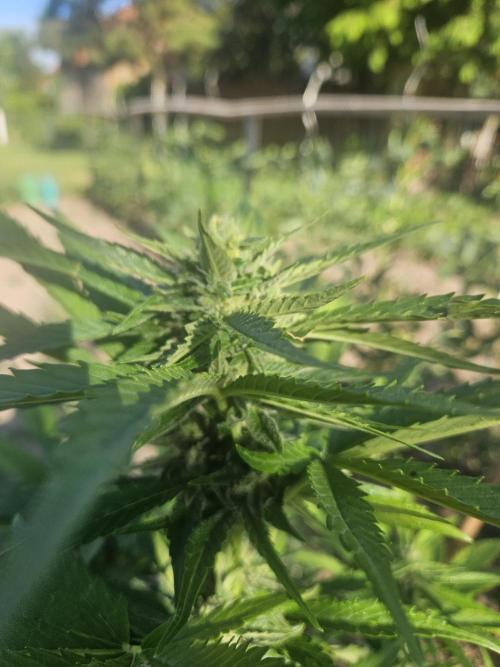 Outdoor Season. Week 8