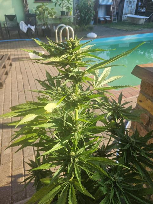 Outdoor Season. Week 8