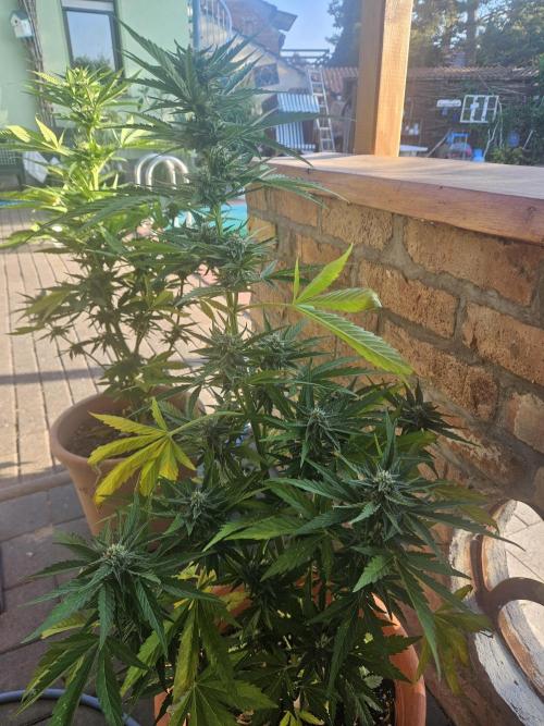 Outdoor Season. Week 8