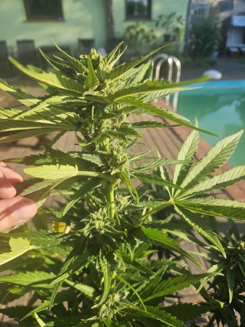 Banana Cherry Cookies Auto. Week 8
