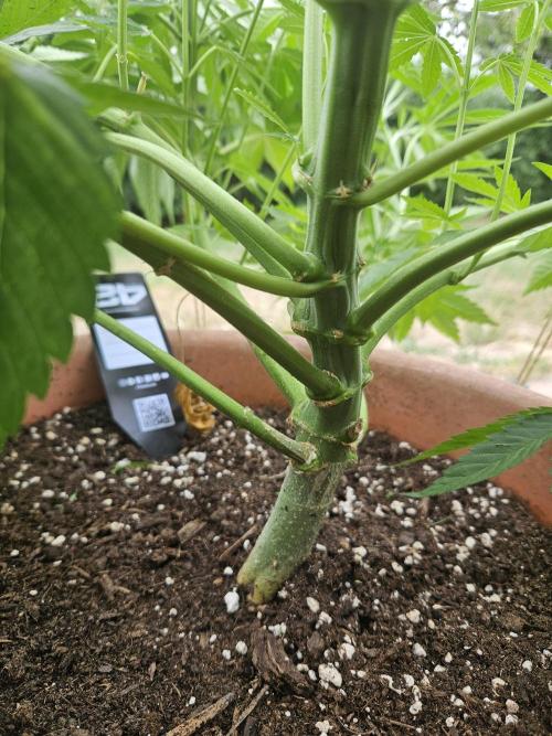 Gorilla Melon🍉😋. Week 10
