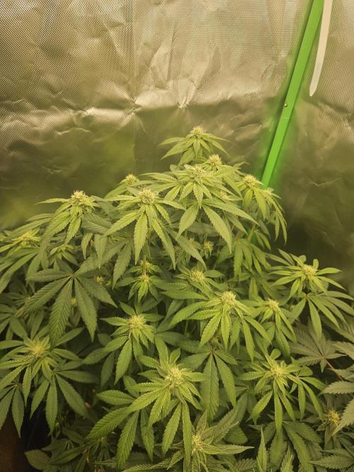 Gary Sherbet. Week 13