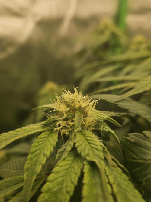 Gary Sherbet. Week 13