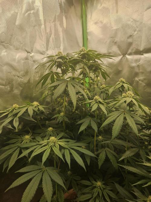 Gary Sherbet. Week 13