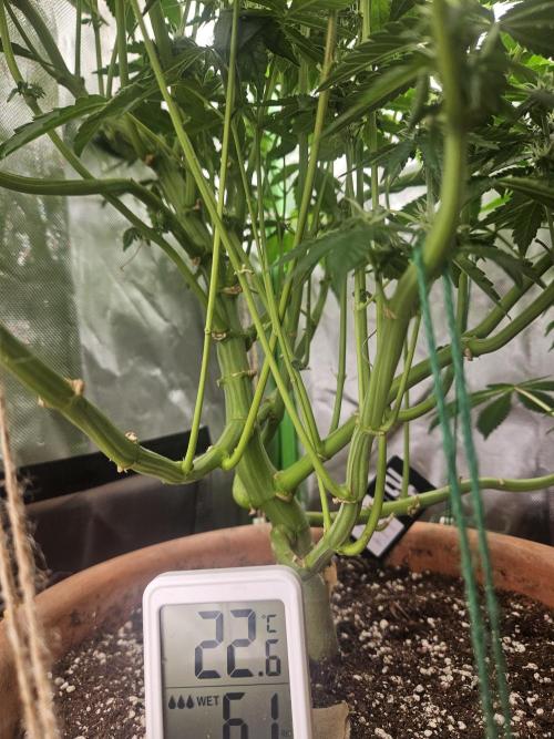 Gary Sherbet. Week 13