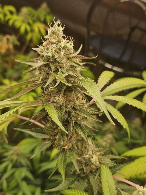 Mystery Phenos. Week 18