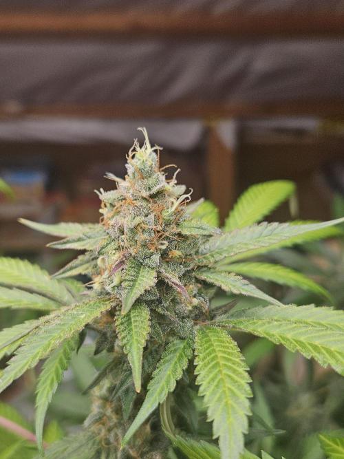 Mystery Phenos. Week 18