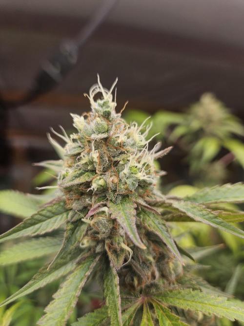Mystery Phenos. Week 18
