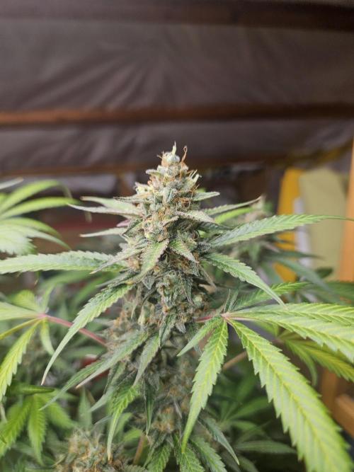 Mystery Phenos. Week 18