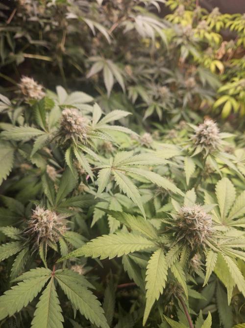 Mystery Phenos. Week 18